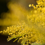 No photo normal square img