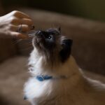 No photo normal square img