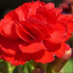 No photo normal square img