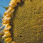 No photo normal square img