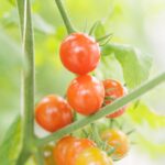 No photo normal square img