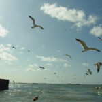 No photo normal square img