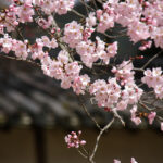 No photo normal square img