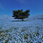 No photo normal square img