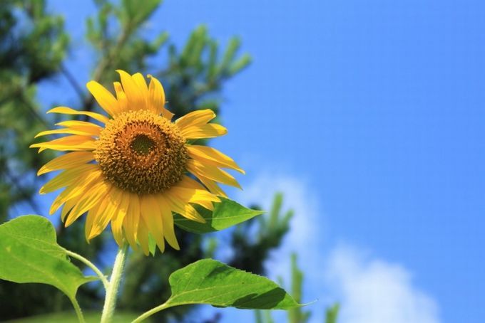 小学生の夏休み、有意義に過ごすには！？満足度を上げるなら「子ども自身が楽しめる」ようなメリハリづくりを！