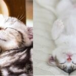 No photo normal square img