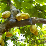 No photo normal square img