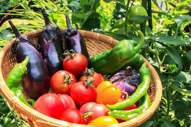 なす・ゴーヤ・トウモロコシ…7月が旬の「夏野菜」！栄養や簡単おいしいレシピもご紹介