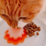 No photo normal square img