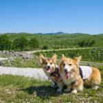 No photo normal square img