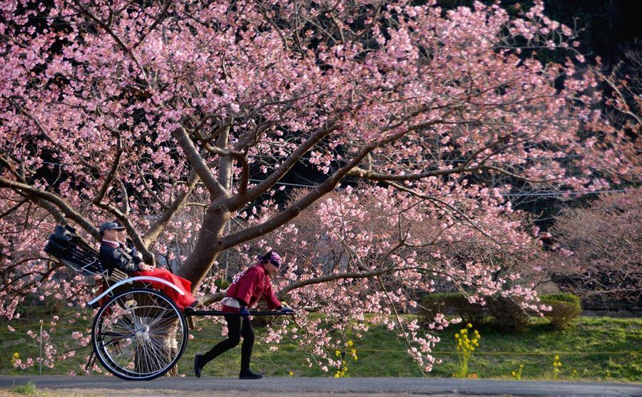 気分はすっかり伊豆・箱根・湯河原へ！満開の桜、ジューシーな新鮮フルーツで伊豆の春を満喫しちゃおう♪