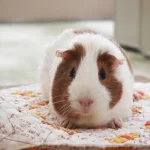 No photo normal square img