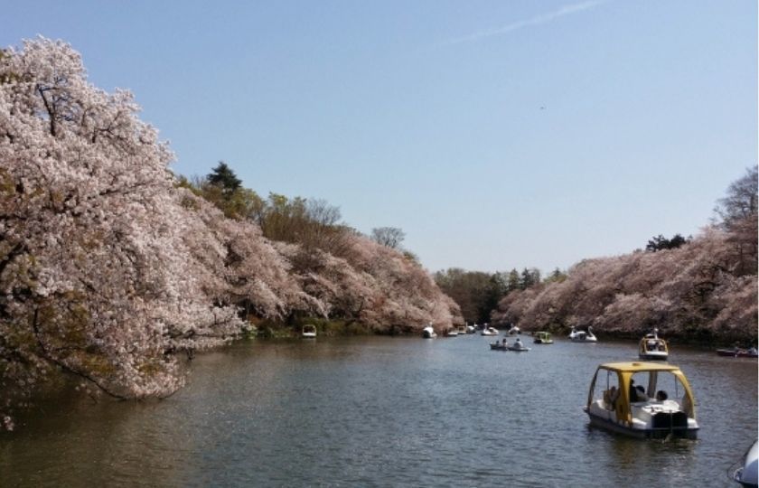 井の頭公園　桜　ボート