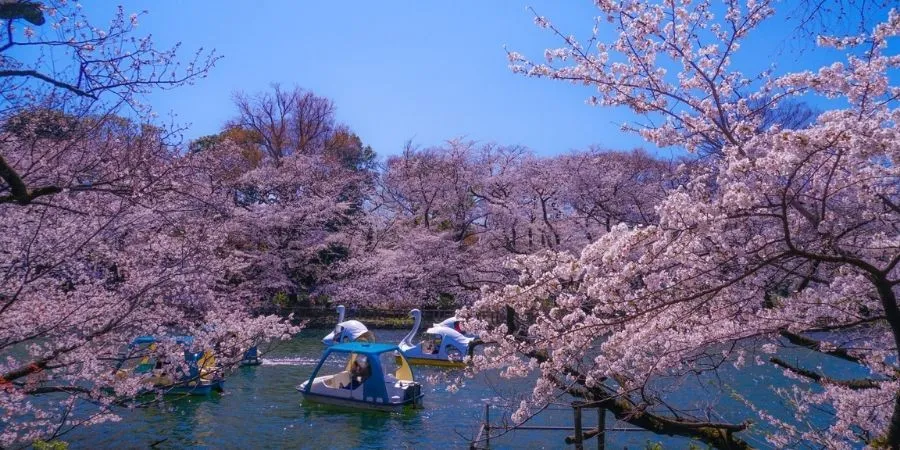 お花見やイルミ☆2021年3月のオススメお出かけスポット5選をご紹介♪首都圏にも子どもと楽しめるスポットが満載！