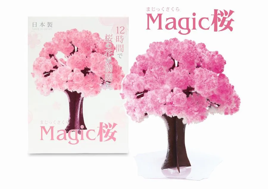 たった12時間で満開の桜が部屋に咲く☆不思議な桜“Magic桜”でおうち花見を♪