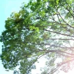 No photo normal square img