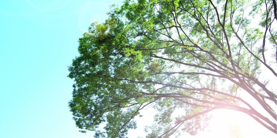 誕生木 木言葉 記念日に特別な贈り物を 各月の 木 と誕生木が活躍する場面はこちら Up To You