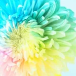 No photo normal square img